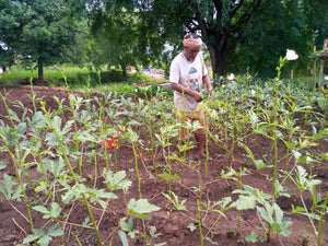 Parvati Valley farmer trimming the hemp crops while cultivating 