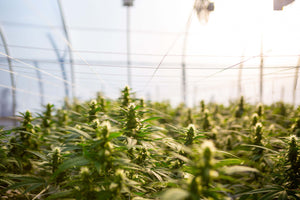 Hemp plants growing in a greenhouse collectively